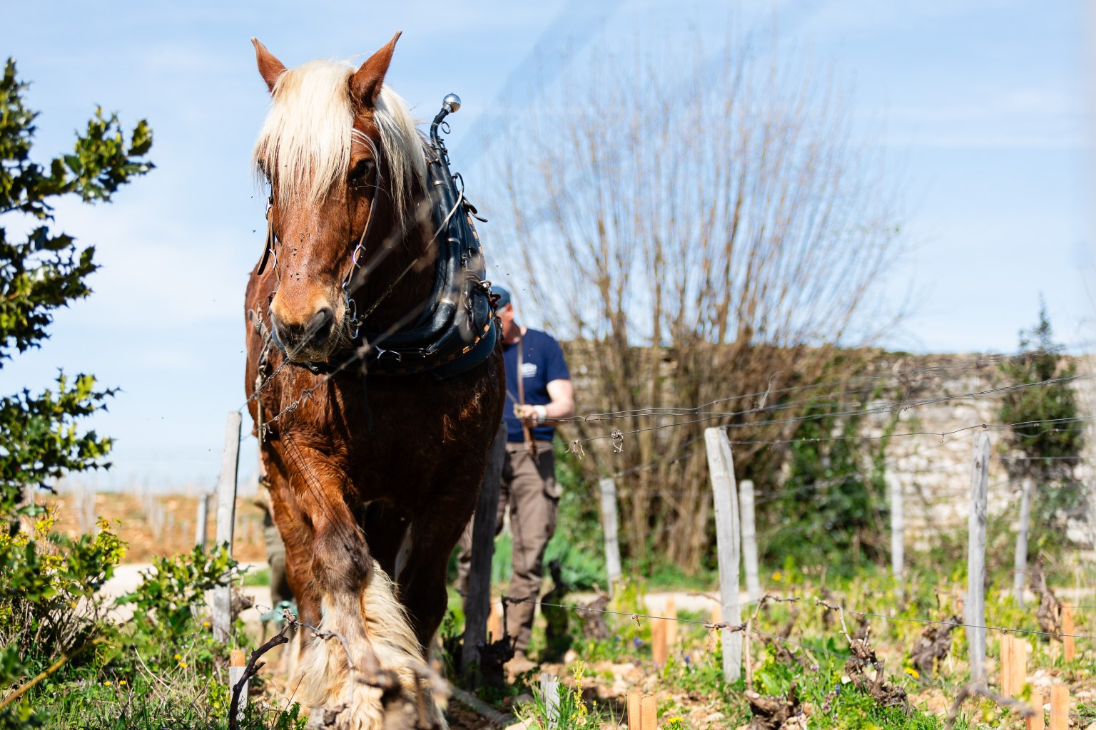 Domaine Didier AMIOT Maxence ABBATE Grands Vins de Bourgogne Vin Terroir Climat Pinot Noir Morey-Saint-Denis