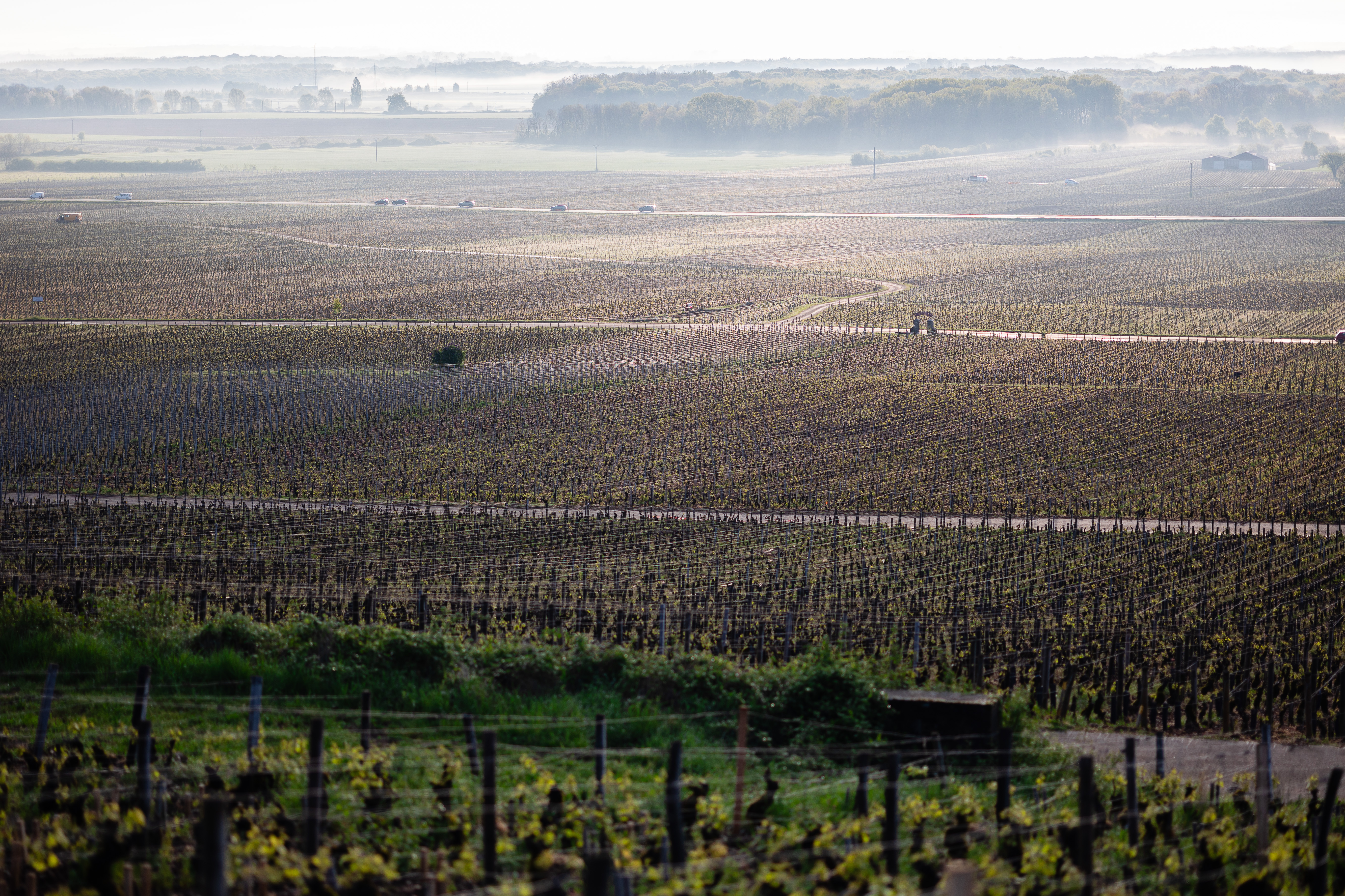Domaine Didier AMIOT Maxence ABBATE Grands Vins de Bourgogne Vin Terroir Climat Pinot Noir Morey-Saint-Denis