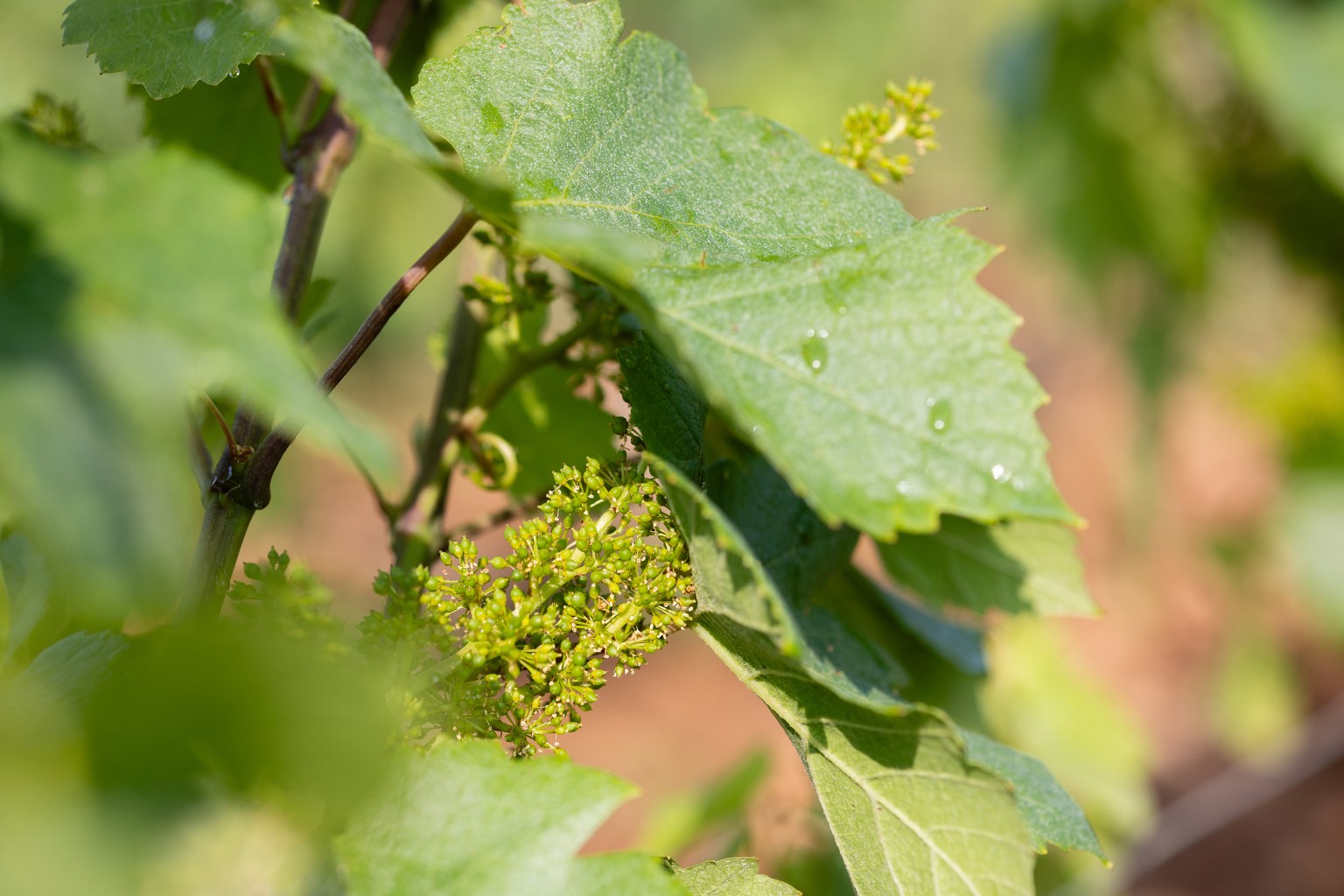 Domaine Didier AMIOT Maxence ABBATE Bourgogne Grands Vins de Bourgogne Vin Terroir Climat Pinot Noir Morey-Saint-Denis