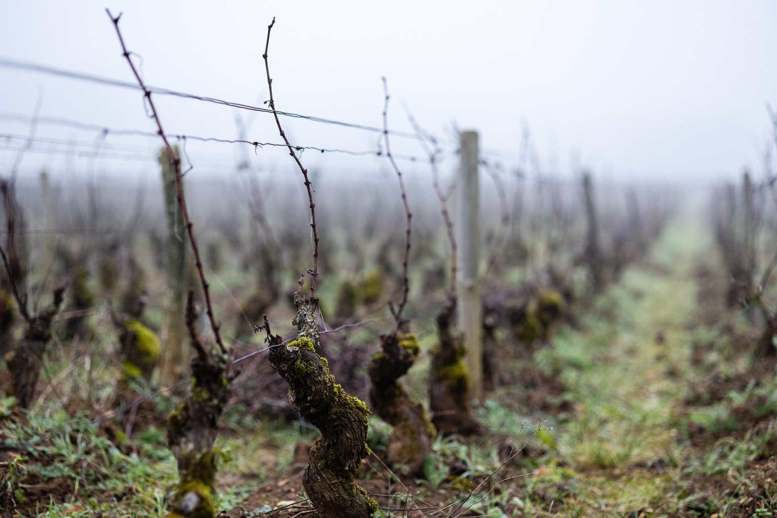 Domaine Didier AMIOT Maxence ABBATE Bourgogne Grands Vins de Bourgogne Vin Terroir Climat Pinot Noir Morey-Saint-Denis