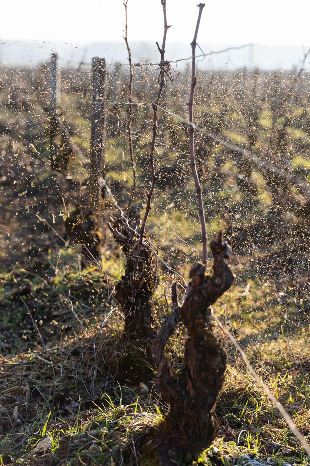 Domaine Didier AMIOT Maxence ABBATE Bourgogne Grands Vins de Bourgogne Vin Terroir Climat Pinot Noir Morey-Saint-Denis
