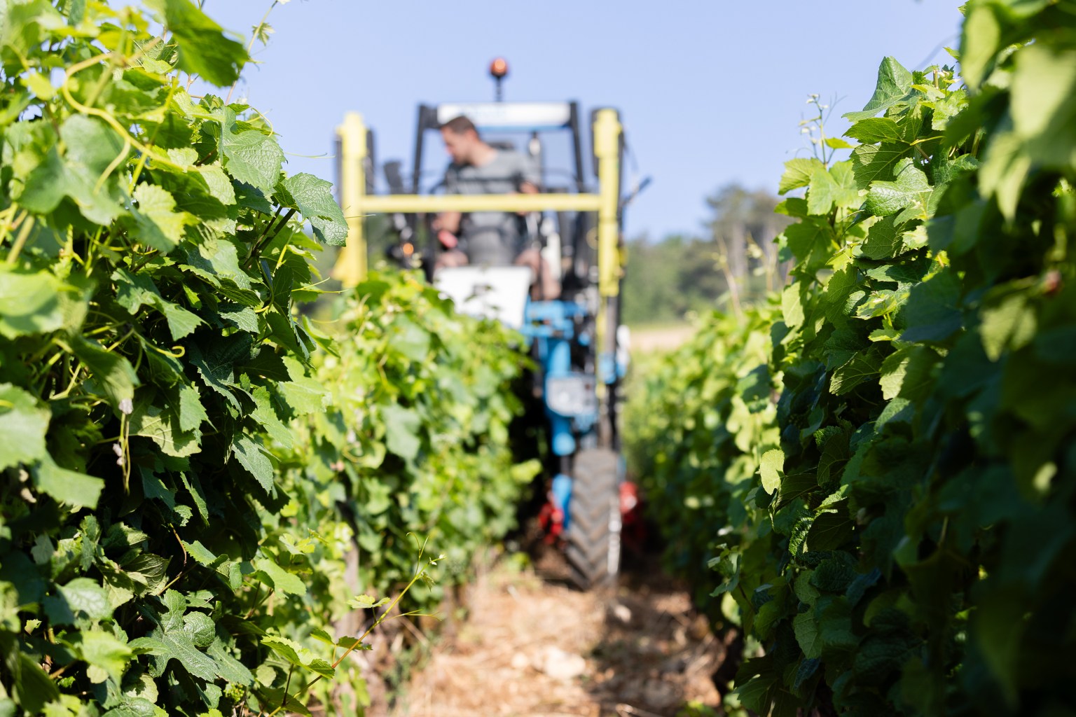 Domaine Didier AMIOT Maxence ABBATE Bourgogne Grands Vins de Bourgogne Vin Terroir Climat Pinot Noir Morey-Saint-Denis